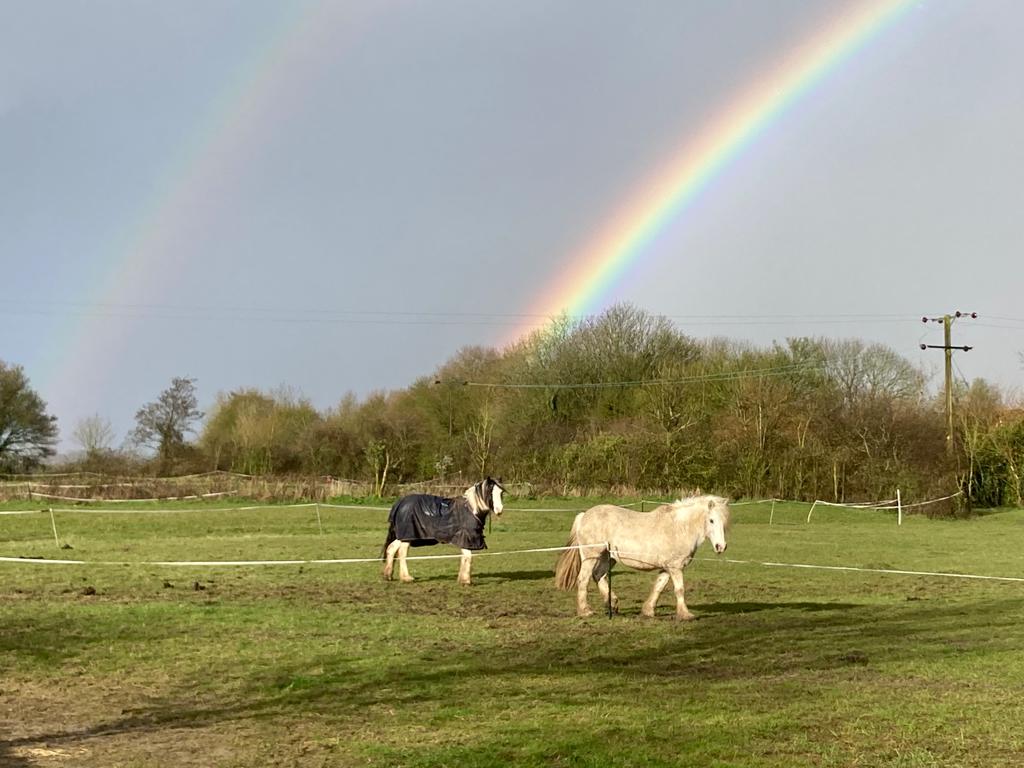 Two horses under a double rainbow